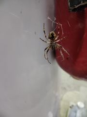 Larinioides sclopetarius