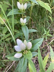 Gentiana andrewsii