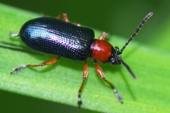 Oulema melanopus