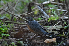 Turdus hortulorum