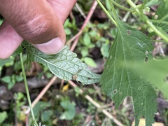Thomisidae
