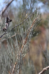 Grevillea eriostachya