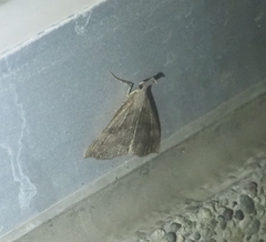 Hypena proboscidalis