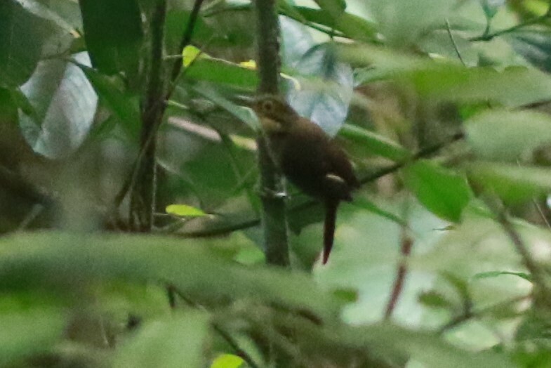 Chiriqui Foliage-gleaner (Automolus exsertus), photo 5