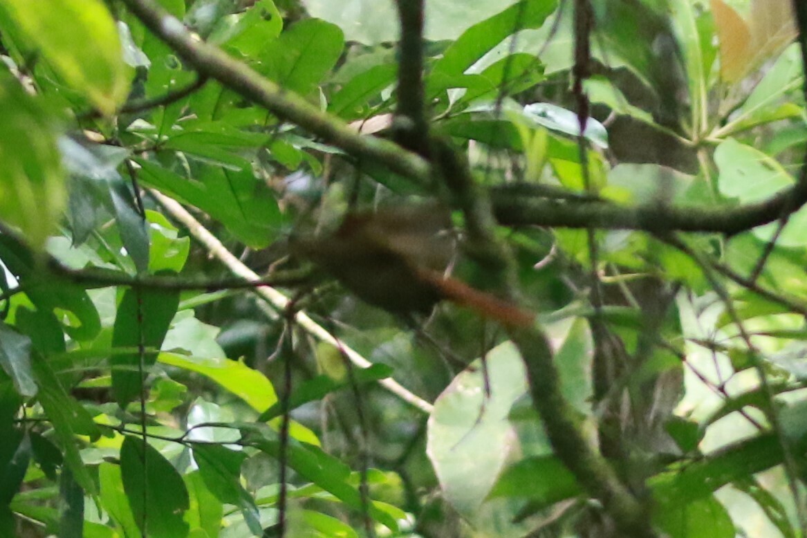 Chiriqui Foliage-gleaner (Automolus exsertus), photo 6