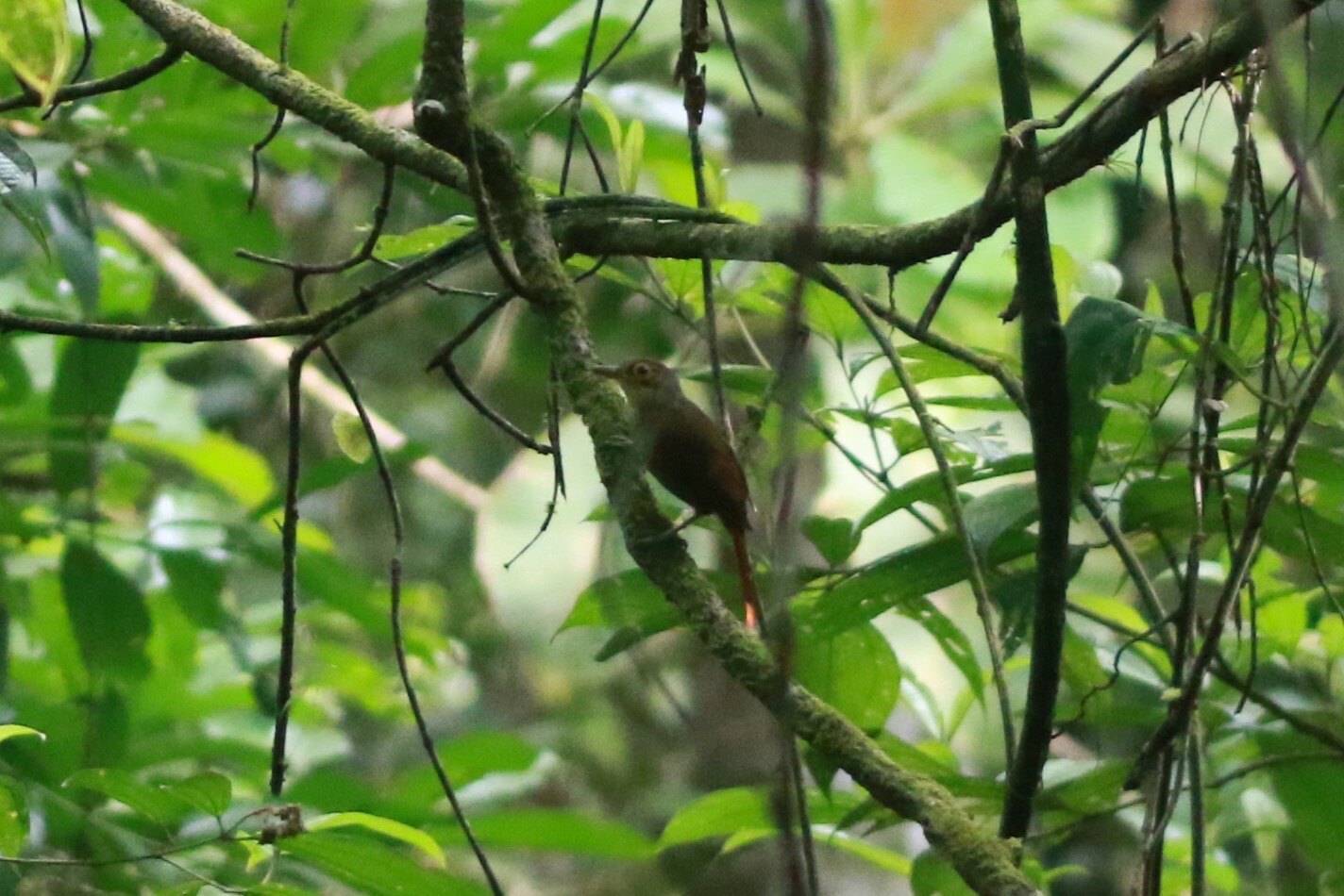 Chiriqui Foliage-gleaner (Automolus exsertus), photo 7