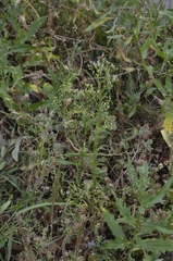 Erigeron canadensis