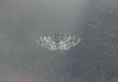 Catoria sublavaria