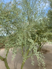 Parkinsonia florida