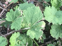 Modiola caroliniana