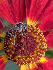 Lasioglossum coriaceum