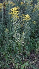 Solidago canadensis