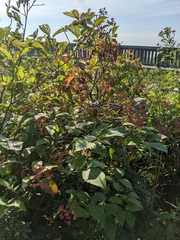 Viburnum cassinoides image