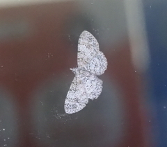 Catoria sublavaria