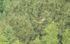 Botaurus lentiginosus