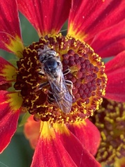 Lasioglossum coriaceum