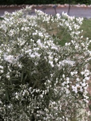 Eupatorium hyssopifolium