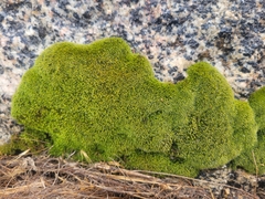 Grimmia