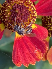 Lasioglossum coriaceum