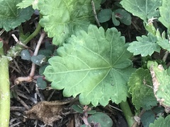 Modiola caroliniana