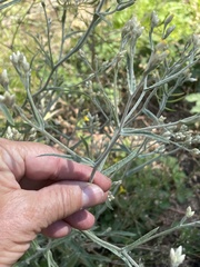 Pseudognaphalium canescens