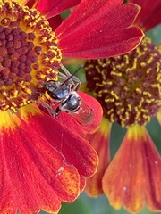 Lasioglossum coriaceum