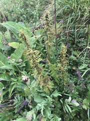 Pedicularis foliosa