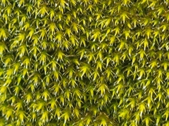 Grimmia