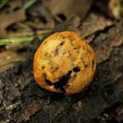 Amphibolips confluenta
