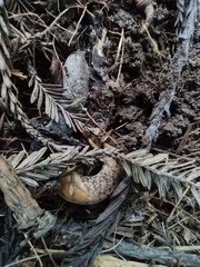 Lumbricus terrestris