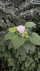 Hibiscus syriacus