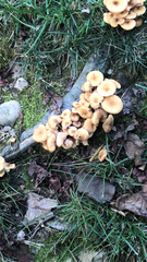 Armillaria
