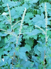 Amaranthus spinosus