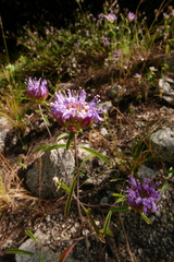 Monardella breweri lanceolata