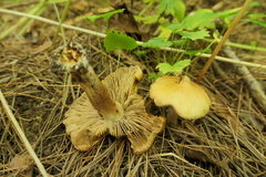 Pseudosperma sororium