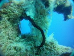 Synaptula reciprocans