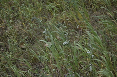 Artemisia vulgaris