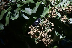 Loriotus luctuosus