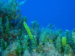 Caulerpa prolifera