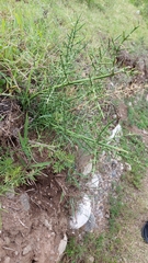 Colletia spinosissima