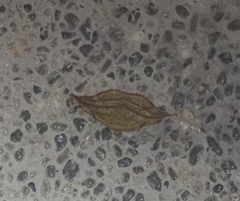 Heterolocha