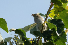 Phylloscopus trochilus