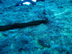 Synaptula reciprocans