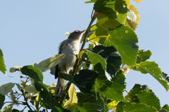 Phylloscopus trochilus