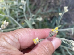 Pseudognaphalium canescens