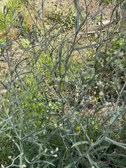 Pseudognaphalium canescens