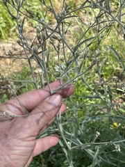 Pseudognaphalium canescens