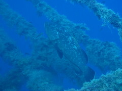 Epinephelus marginatus
