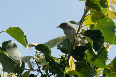 Phylloscopus trochilus