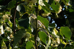 Phylloscopus trochilus